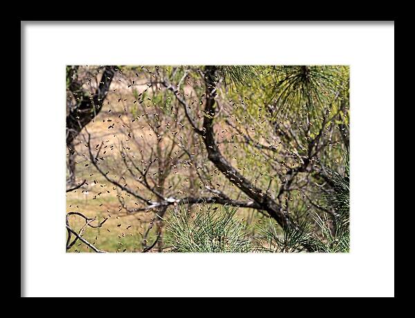 Bee Swarm Framed Print featuring the photograph The Swarm by Donna Kennedy