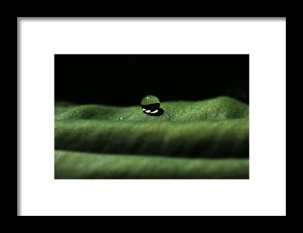 Connie Handscomb Framed Print featuring the photograph The Tao Of Raindrop by Connie Handscomb