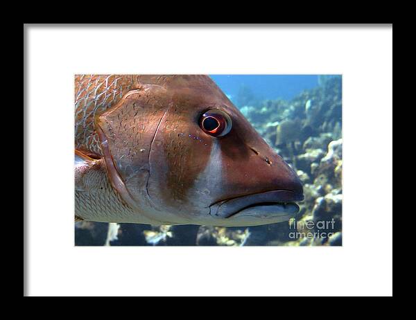Underwater Framed Print featuring the photograph The Tear of a Dog Snapper by Daryl Duda