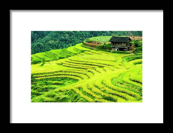Rice Framed Print featuring the photograph The terraced fields scenery in autumn by Carl Ning