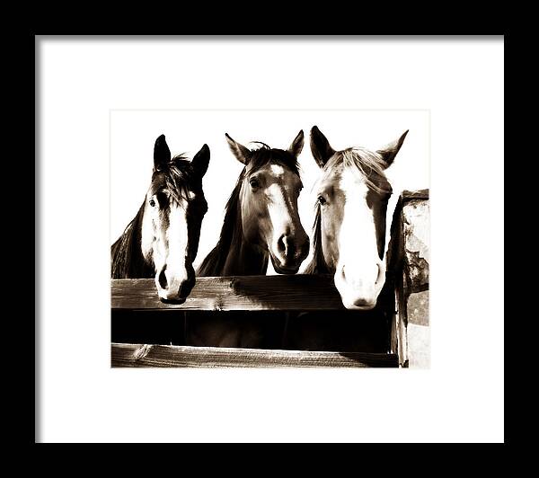 Horse Framed Print featuring the photograph The Three Amigos in Sepia by Michelle Shockley