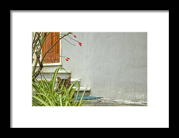Cat Framed Print featuring the photograph The Tiny Predator by Becqi Sherman