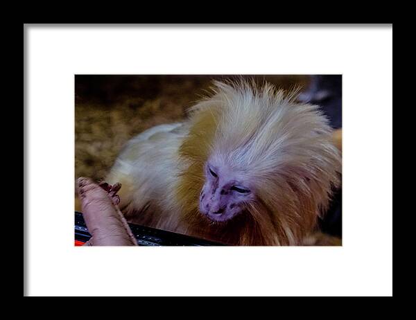 Little Monkey Framed Print featuring the photograph The touch by Wolfgang Stocker