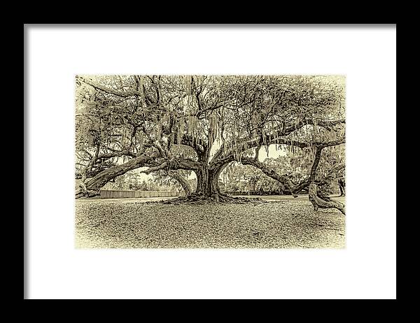 New Orleans Framed Print featuring the photograph The Tree of Life sepia by Steve Harrington