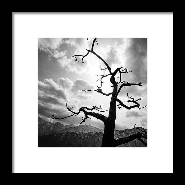 Black And White Framed Print featuring the photograph The Tree - Seoraksan, South Korea - Black and white photography by Giuseppe Milo