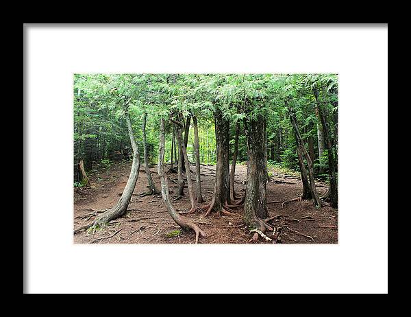 Trees Framed Print featuring the photograph The trees are alive by John Olson