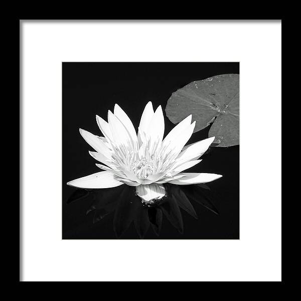 Water Lily Framed Print featuring the photograph The Vintage Lily II by Melanie Moraga