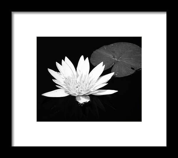 Naples Botanical Garden Framed Print featuring the photograph The Vintage Lily by Melanie Moraga