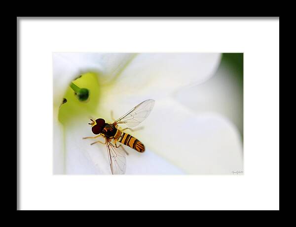 Macro Framed Print featuring the photograph The Visitor by Nancy Coelho