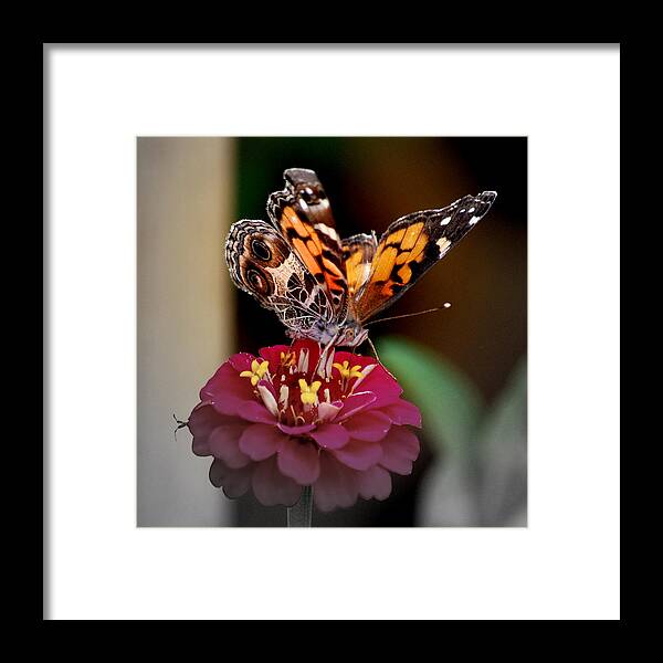 Moth Framed Print featuring the photograph The Visitor by Trudi Southerland