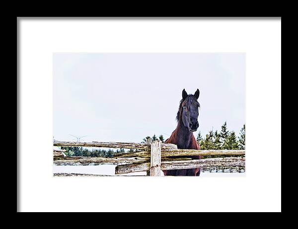Horse Framed Print featuring the photograph The Watcher 2 by Traci Cottingham