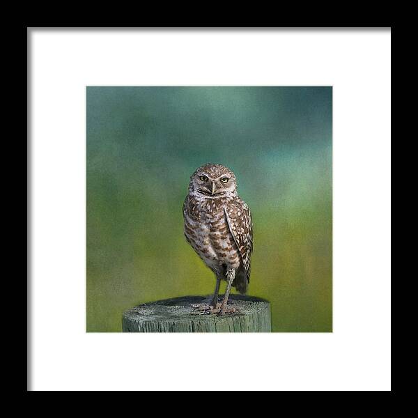 Owl Framed Print featuring the photograph The Watcher by Kim Hojnacki