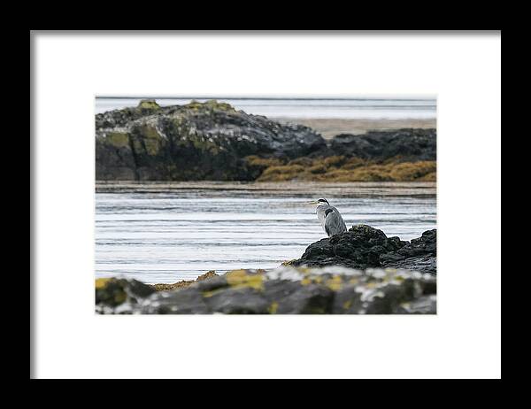 100-400mml Framed Print featuring the photograph The Watcher by Wendy Cooper