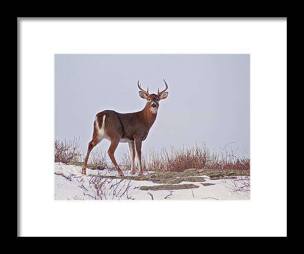 Newport Framed Print featuring the photograph The Watchful Deer by Nancy De Flon