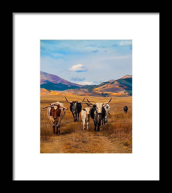 Longhorns Framed Print featuring the photograph The Welcome Committee by Jolynn Reed