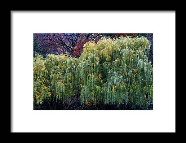 New York City Framed Print featuring the photograph The Willows of Central Park by Lorraine Devon Wilke