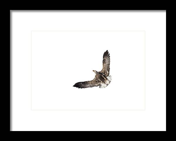 Bald Eagle Framed Print featuring the photograph The Wings Of An Eagle 2018 isolated by Thomas Young