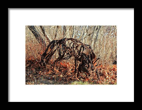 Wolf Framed Print featuring the photograph The Wolf by Becca Wilcox