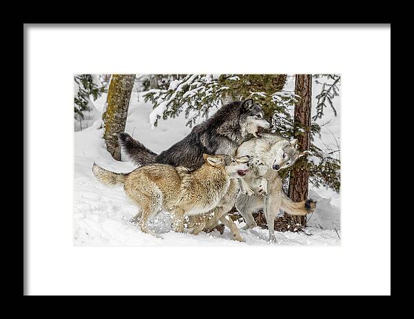 The Wolf Pack Framed Print featuring the photograph The Wolf Pack by Wes and Dotty Weber