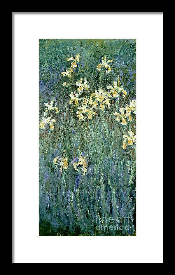 The Framed Print featuring the painting The Yellow Irises by Claude Monet