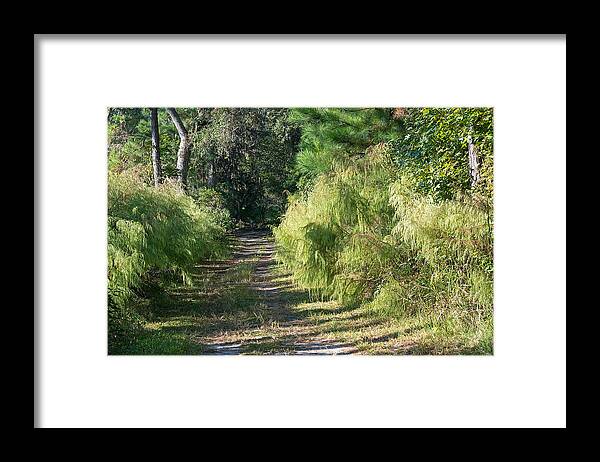 Nature Framed Print featuring the photograph The Yellow Trail by Kenneth Albin