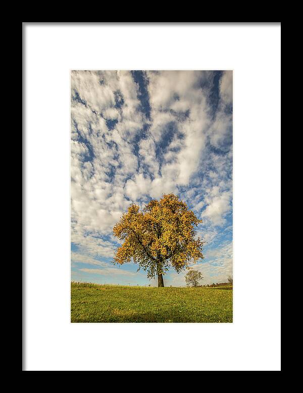 Landscape Framed Print featuring the photograph The yellow tree by Davorin Mance