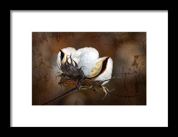 Cotton Framed Print featuring the photograph Them Cotton Bolls by Kathy Clark