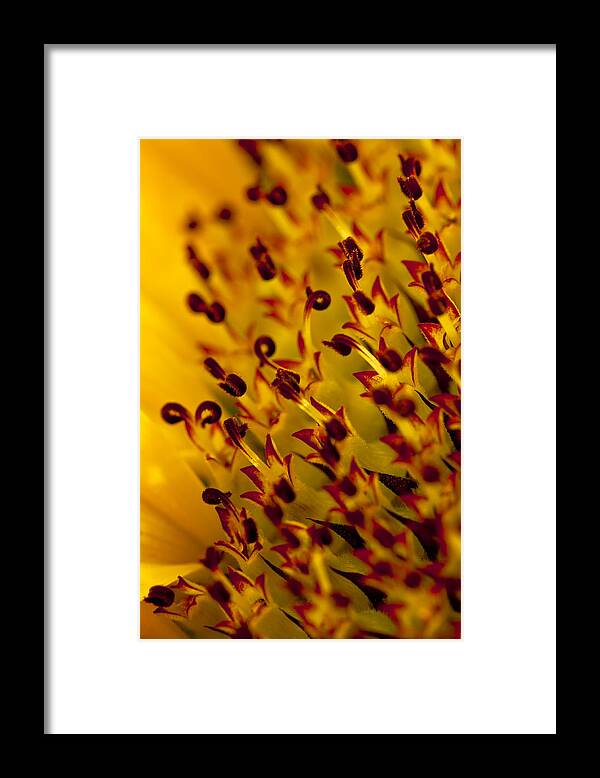 Macro Framed Print featuring the photograph Then Comes The Seed by Sandra Foster