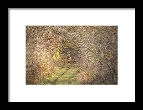 Whitetail Deer Framed Print featuring the photograph There He Is 2015-2 by Thomas Young