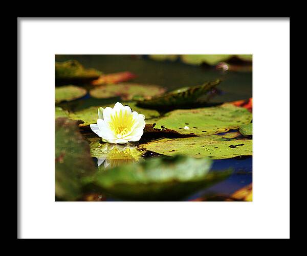 Flowers Framed Print featuring the photograph There I Am by Lori Mellen-Pagliaro