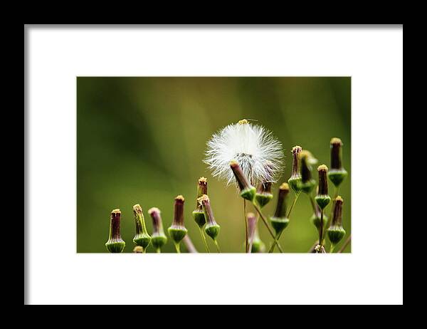 Flowers Framed Print featuring the photograph There Is A Season by Randall Evans