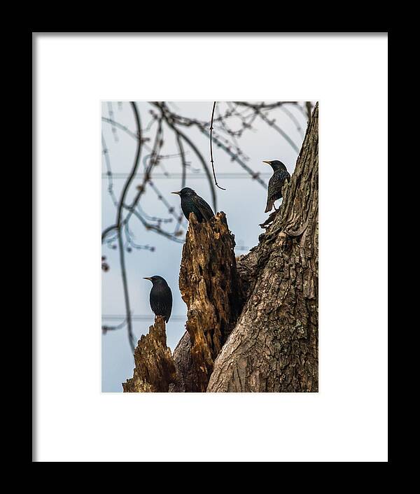 European Starlings Framed Print featuring the photograph These Three Starlings by Holden The Moment