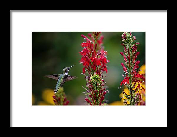 Hummingbird Framed Print featuring the photograph They All Look Yummy by Judy Wolinsky