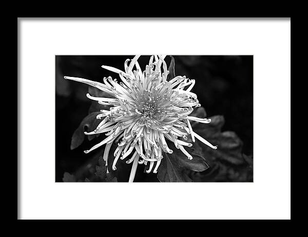 Floral Framed Print featuring the photograph Thin and Spiky by Mary Haber