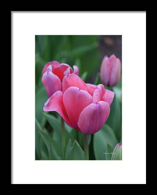 Photograph Framed Print featuring the photograph Think Pink II by Suzanne Gaff