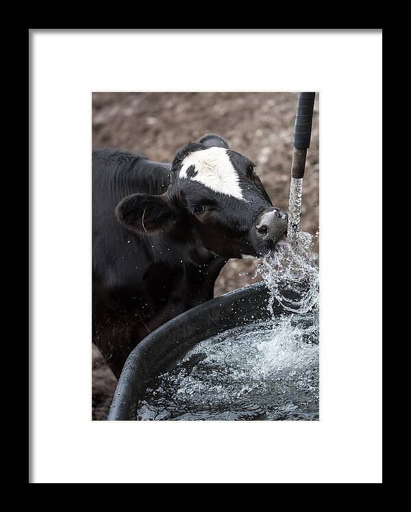 Cow Framed Print featuring the photograph Thirsty Cow by Holden The Moment