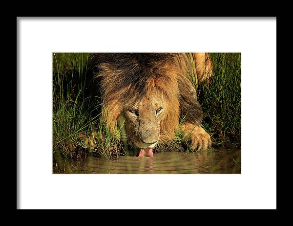 Lion Framed Print featuring the photograph Thirsty King by Steven Upton