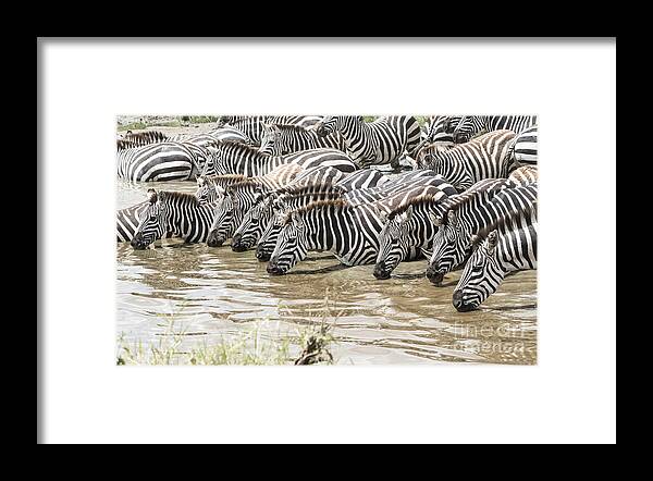 Wildlife Framed Print featuring the photograph Thirsty Zebras by Pravine Chester