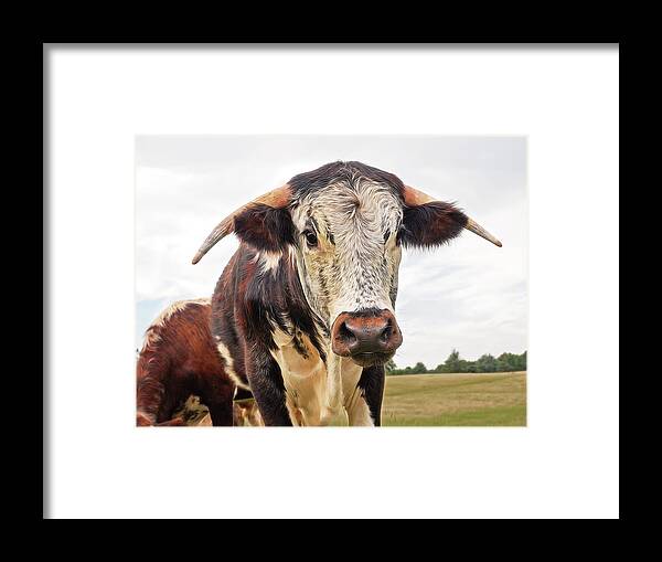 Brown Cow Framed Print featuring the photograph This Is My Field by Gill Billington