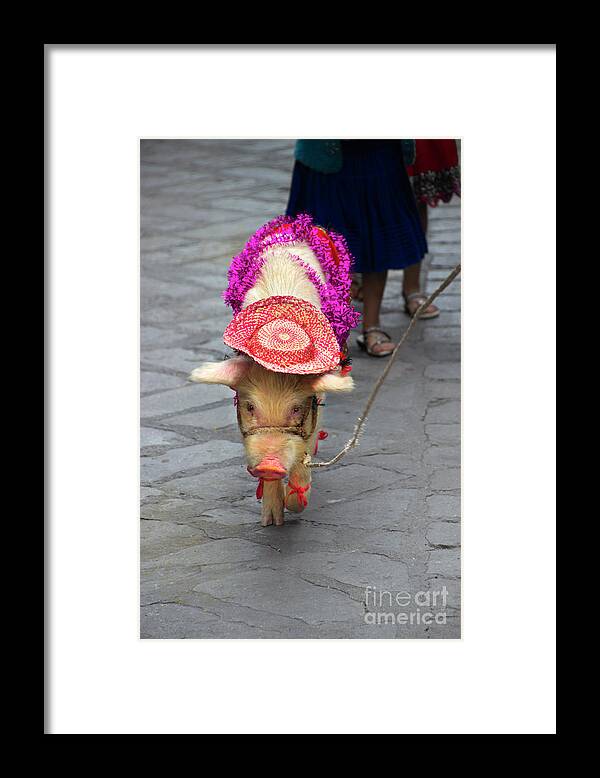 This Framed Print featuring the photograph This Little Piggy Went To The Market by Al Bourassa
