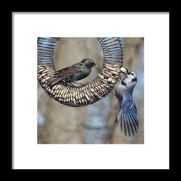 Starling Framed Print featuring the photograph This One Is Mine by Diane Lindon Coy