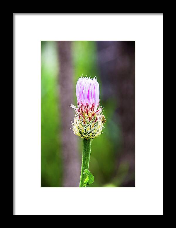 Canyon Framed Print featuring the photograph Thistle in the Canyon by Adam Reinhart