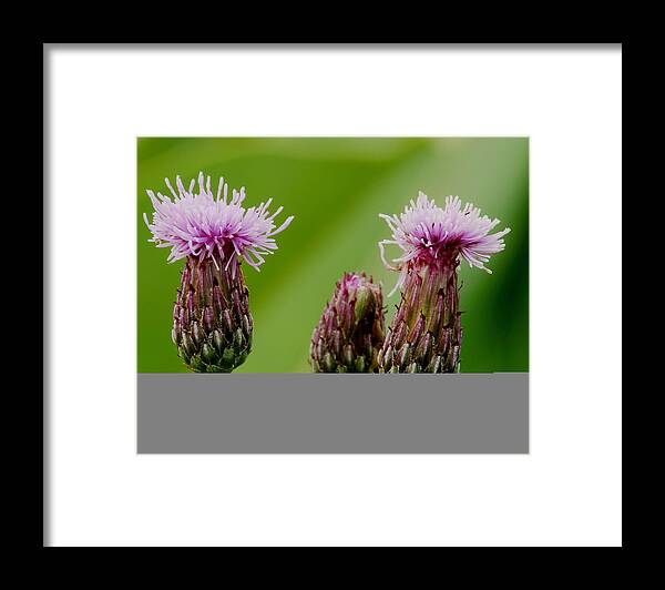 Flower Framed Print featuring the photograph Thistle by Michael Peychich