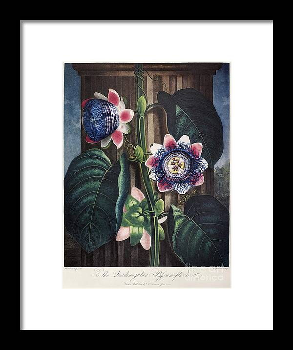 1802 Framed Print featuring the photograph Thornton: Passion-flower by Granger