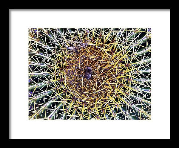Cactus Framed Print featuring the photograph Thorny by Matt Cegelis
