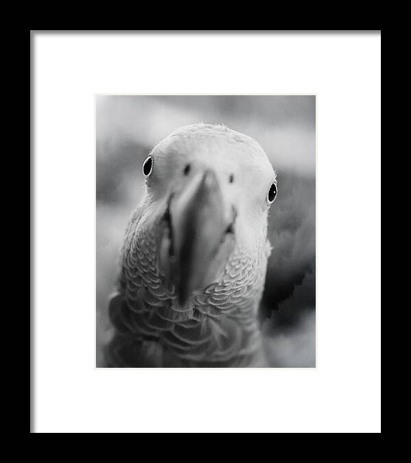African Grey Framed Print featuring the photograph Those Eyes by Jennifer Grossnickle