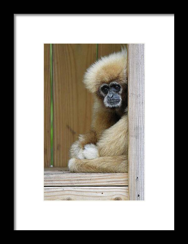 Monkey Framed Print featuring the photograph Thoughtful by Artful Imagery