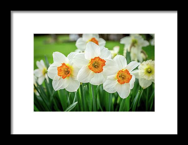 Daffodil Framed Print featuring the photograph Three Amigos by Bill Pevlor