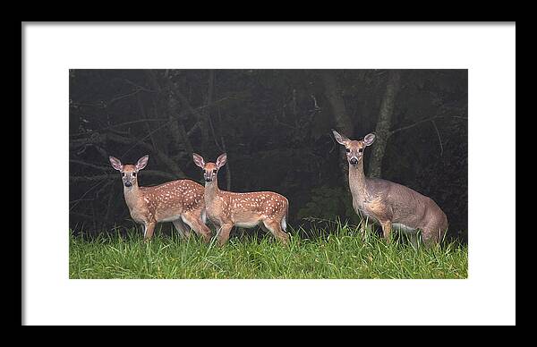Deer Framed Print featuring the photograph Three Does by Ken Barrett
