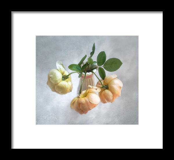 Roses Framed Print featuring the photograph Three English Roses by Louise Kumpf